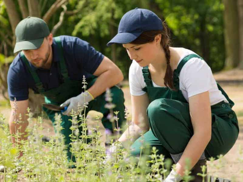 aged care northern beaches gardening