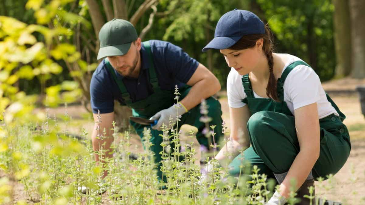my aged care gardening service